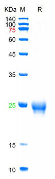 Recombinant human IGF-1 protein, Trx & His