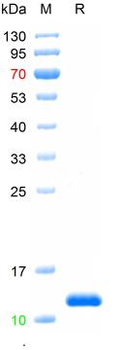Recombinant mouse Ly-6G protein, His