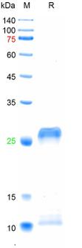 Recombinant human Laminin Alpha-1 protein, His