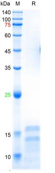 Recombinant human Ki-67 protein, His