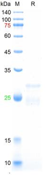 Recombinant human Ferritin (Heavy Chain), N-His