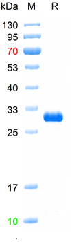 Recombinant EYFP protein, His