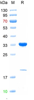 Recombinant mCherry protein, His