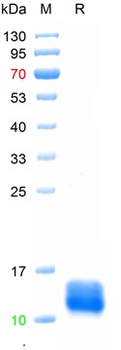 Recombinant human Thioredoxin, His