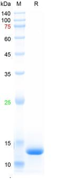 Recombinant human Leptin, C-His