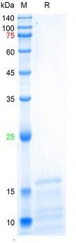 Recombinant human NT-proBNP protein, His