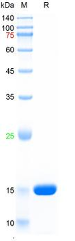 Recombinant human IL-1b protein, C-His