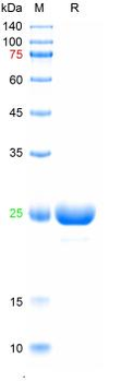 Recombinant human VEGF protein, C-His