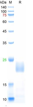 Recombinant human IL-6 protein, C-His