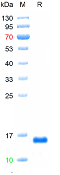 Recombinant human IL-2 protein, C-His