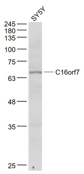 C16orf7 Rabbit Polyclonal Antibody