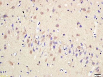 5-HT Rabbit Polyclonal Antibody