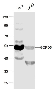 GDPD5 antibody