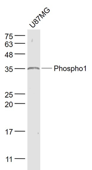 Phospho1 Rabbit Polyclonal Antibody