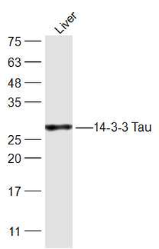 14-3-3 Tau Rabbit Polyclonal Antibody