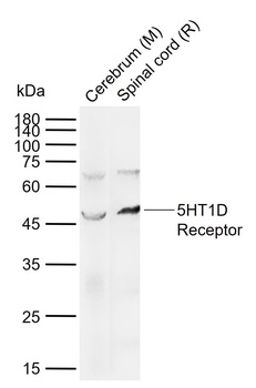 5HT1D Receptor antibody