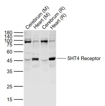 5HT4 Receptor antibody
