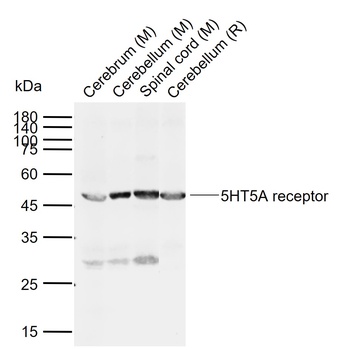 5HT5A receptor antibody