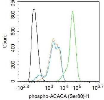 Acetyl Coenzyme A Carboxylase alpha (Phospho-Ser80 antibody)