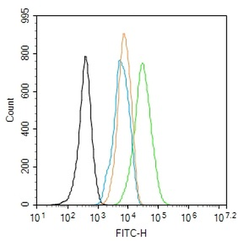 Alpha smooth muscle Actin Rabbit Polyclonal Antibody