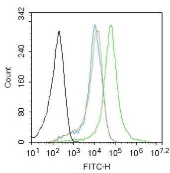 AFAP1L2 Rabbit Polyclonal Antibody