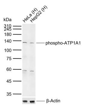 alpha 1 Sodium Potassium ATPase (Phospho-Tyr260) antibody