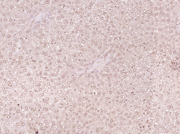 Phospho-AMPK alpha 1 (Ser487) Rabbit Polyclonal Antibody