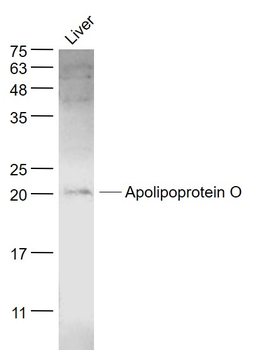Apolipoprotein O Rabbit Polyclonal Antibody