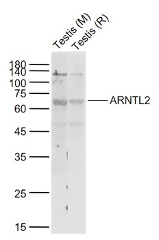 ARNTL2 antibody