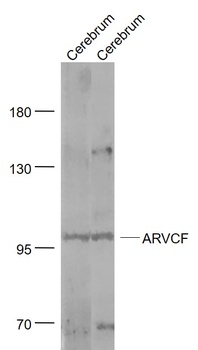 ARVCF antibody