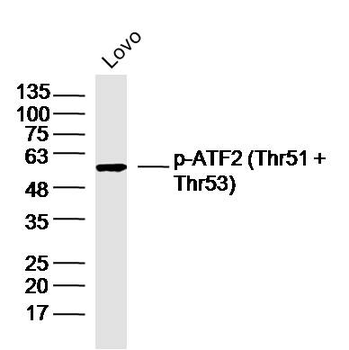 Phospho-ATF2 (Thr51 + Thr53) Rabbit Polyclonal Antibody