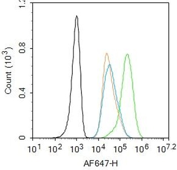 ATM (Phospho-Ser794) antibody