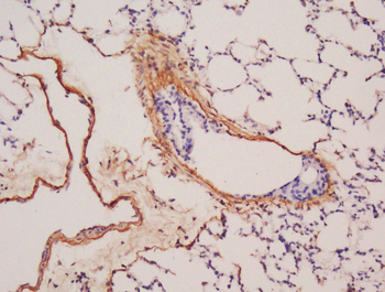 BMP6 Rabbit Polyclonal Antibody
