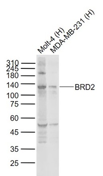 BRD2 antibody