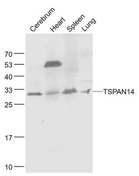 TSPAN14 antibody