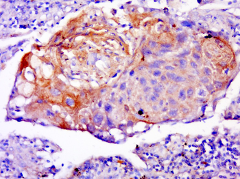C1orf141 Rabbit Polyclonal Antibody