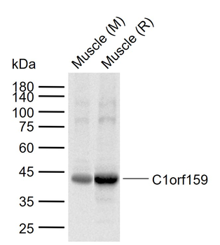 C1orf159 Rabbit Polyclonal Antibody