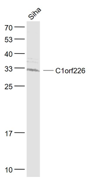 C1orf226 Rabbit Polyclonal Antibody