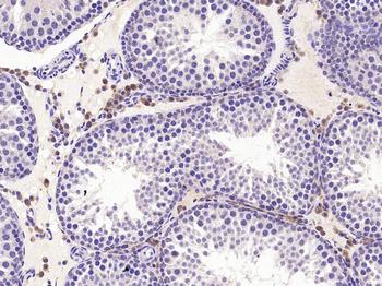 HSPBAP1 Rabbit Polyclonal Antibody