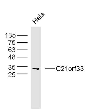 C21orf33 Rabbit Polyclonal Antibody