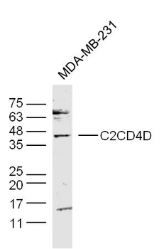 C2CD4D Rabbit Polyclonal Antibody