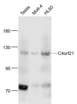 C4orf21 Rabbit Polyclonal Antibody