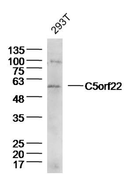 C5orf22 Rabbit Polyclonal Antibody