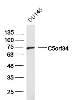 C5orf34 Rabbit Polyclonal Antibody
