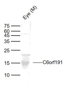 C6orf191 antibody
