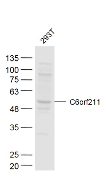 C6orf211 Rabbit Polyclonal Antibody