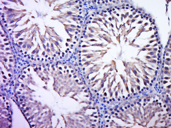 C7orf57 Rabbit Polyclonal Antibody