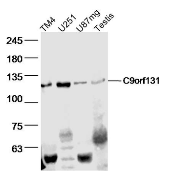 C9orf131 Rabbit Polyclonal Antibody