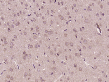 C9orf30 Rabbit Polyclonal Antibody
