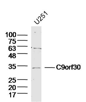 C9orf30 Rabbit Polyclonal Antibody